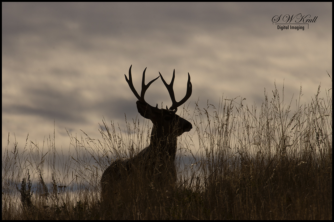 Mule Deer Bucks in the Rockies