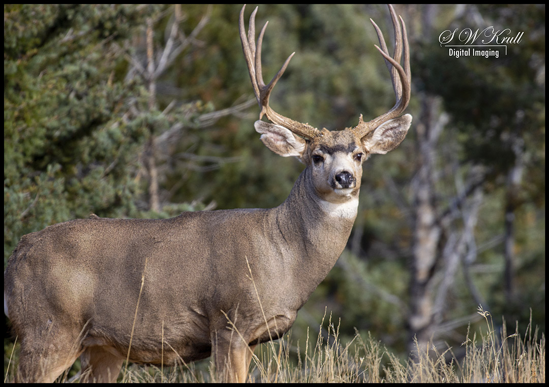 Mule Deer Bucks in the Rockies