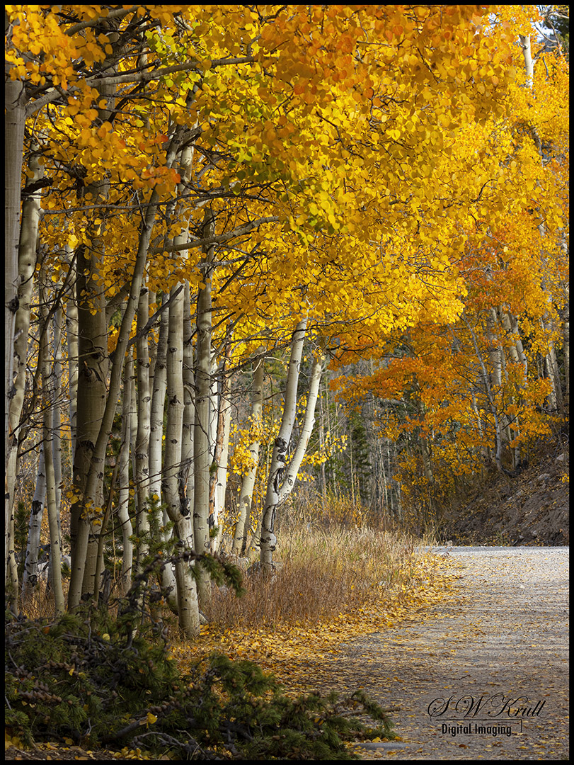 Autumn in the San Isabel National Forest
