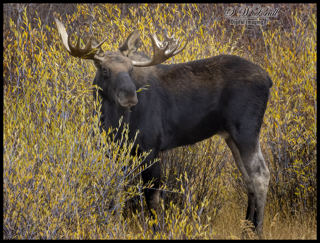 Bull Moose on the Blue River