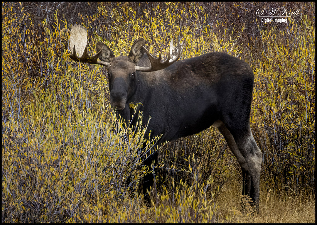 Bull Moose on the Blue River