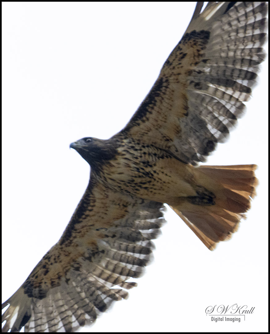 Red-tailed Hawk