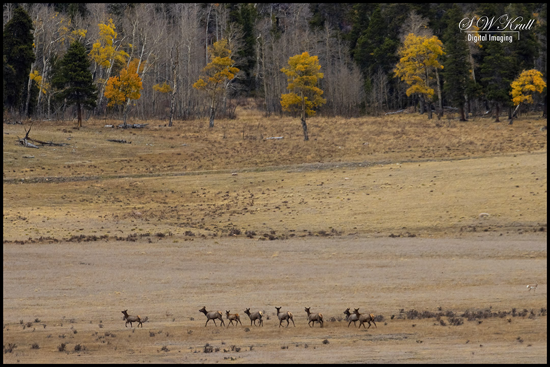 Herd of Elk Cows