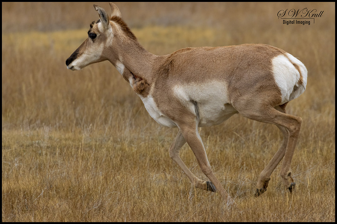 Pronghorn Antelope