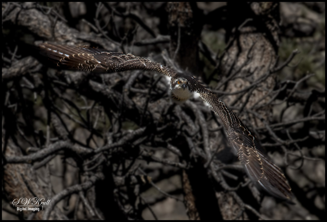 Raptors at Eleven Mile Canyon