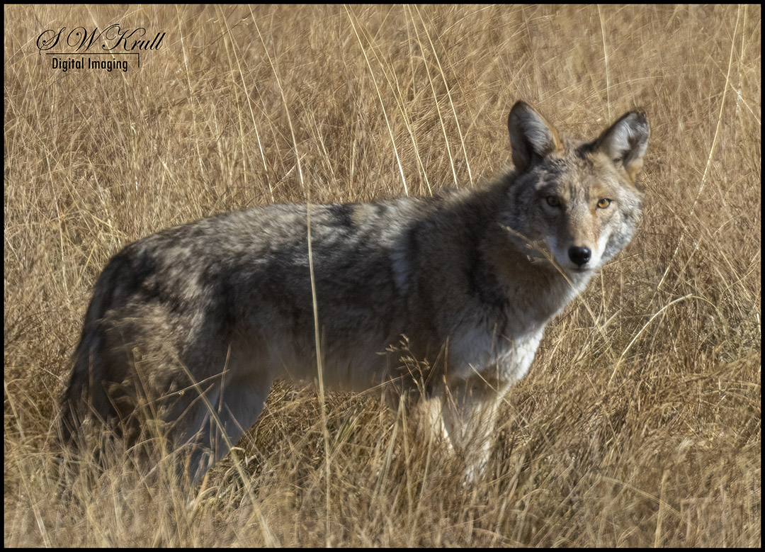 Coyote on the Hunt