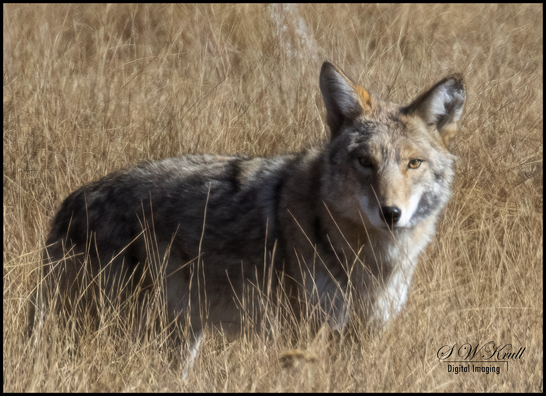 Coyote on the Hunt