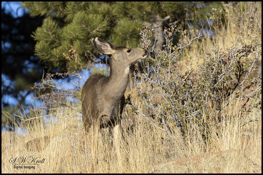 Mule Deer Bucks in the Rockies