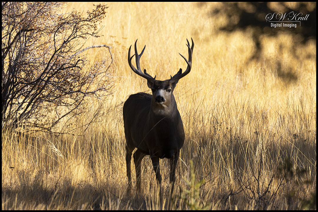 Mule Deer Bucks in the Rockies
