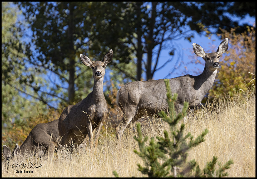Mule Deer in the Rockies