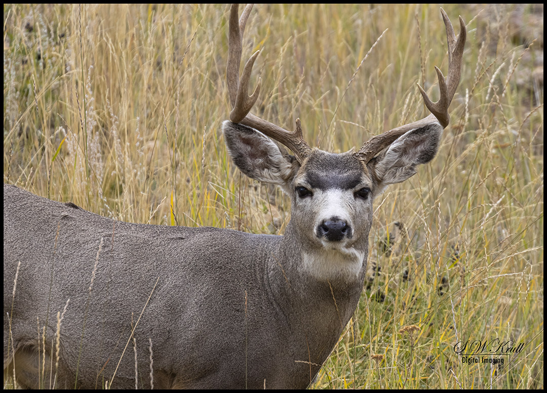 Mule Deer in the Rockies