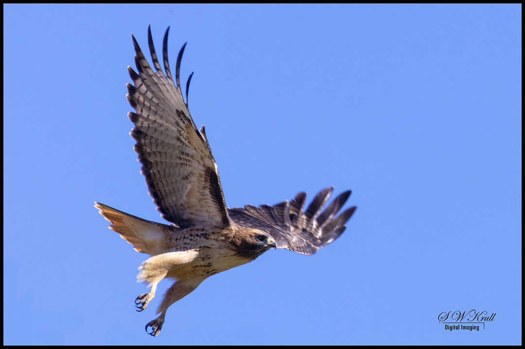Red-tailed Hawk Hunting
