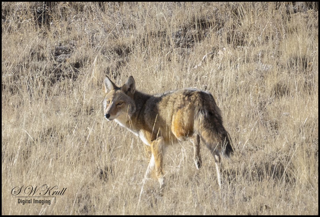 Coyote on the Hunt