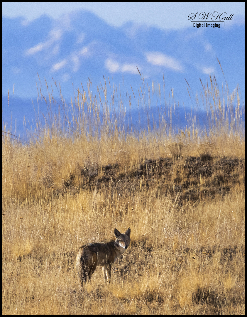 Coyote on the Hunt