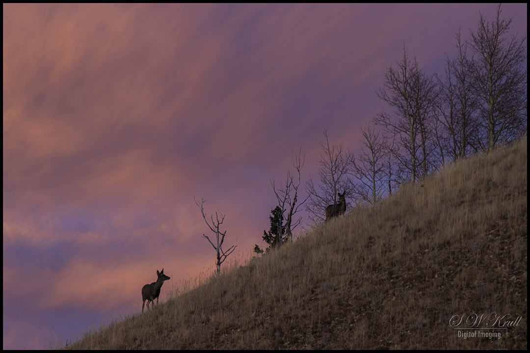 Sunset Deer