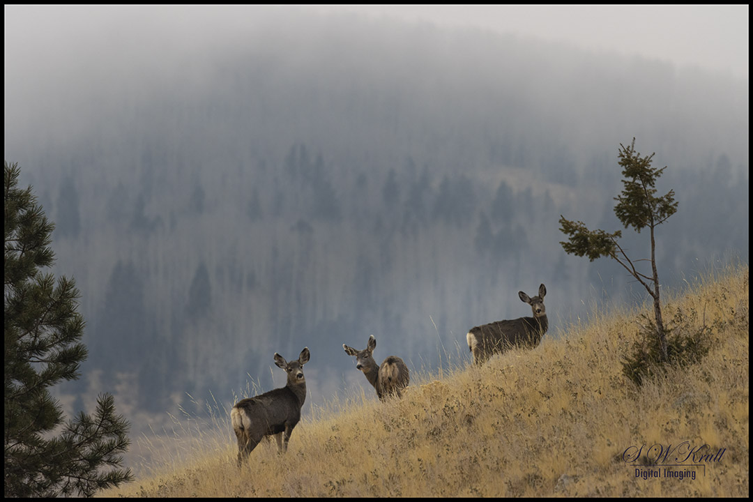 Misty Mountain Deer Herd