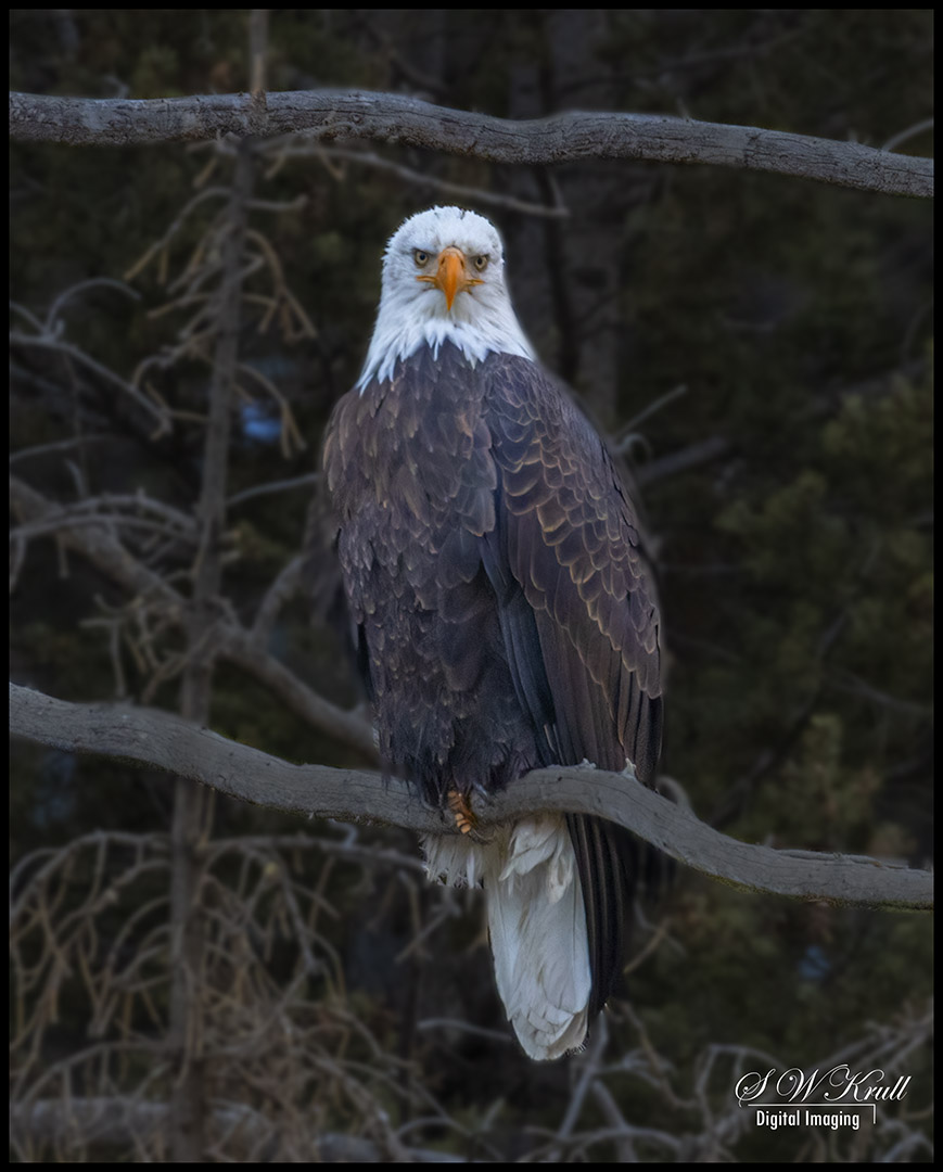 Bald Eagle Looking For Fish