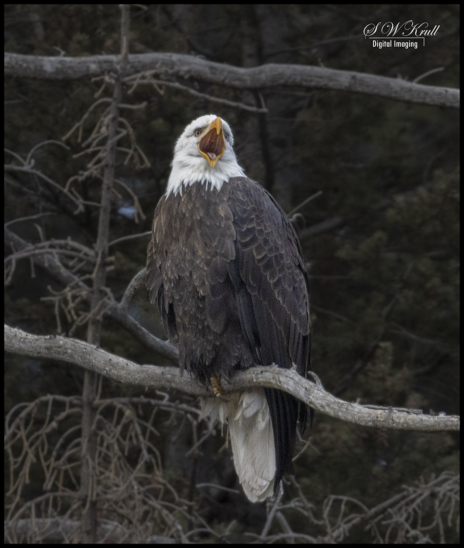 Bald Eagle Looking For Fish