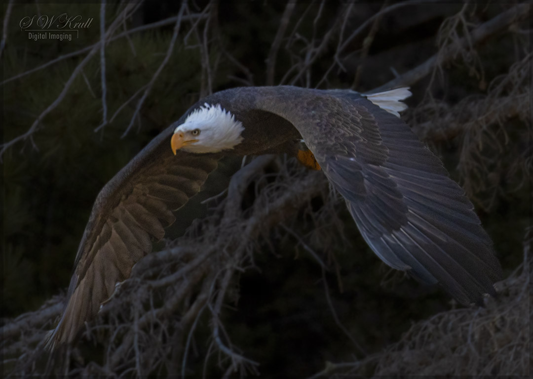 Bald Eagle Looking For Fish
