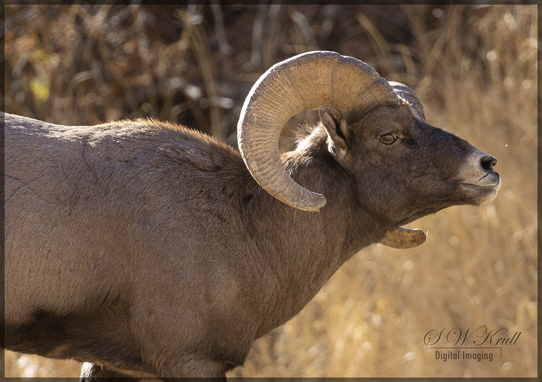 Injured Scruff making his way upstream