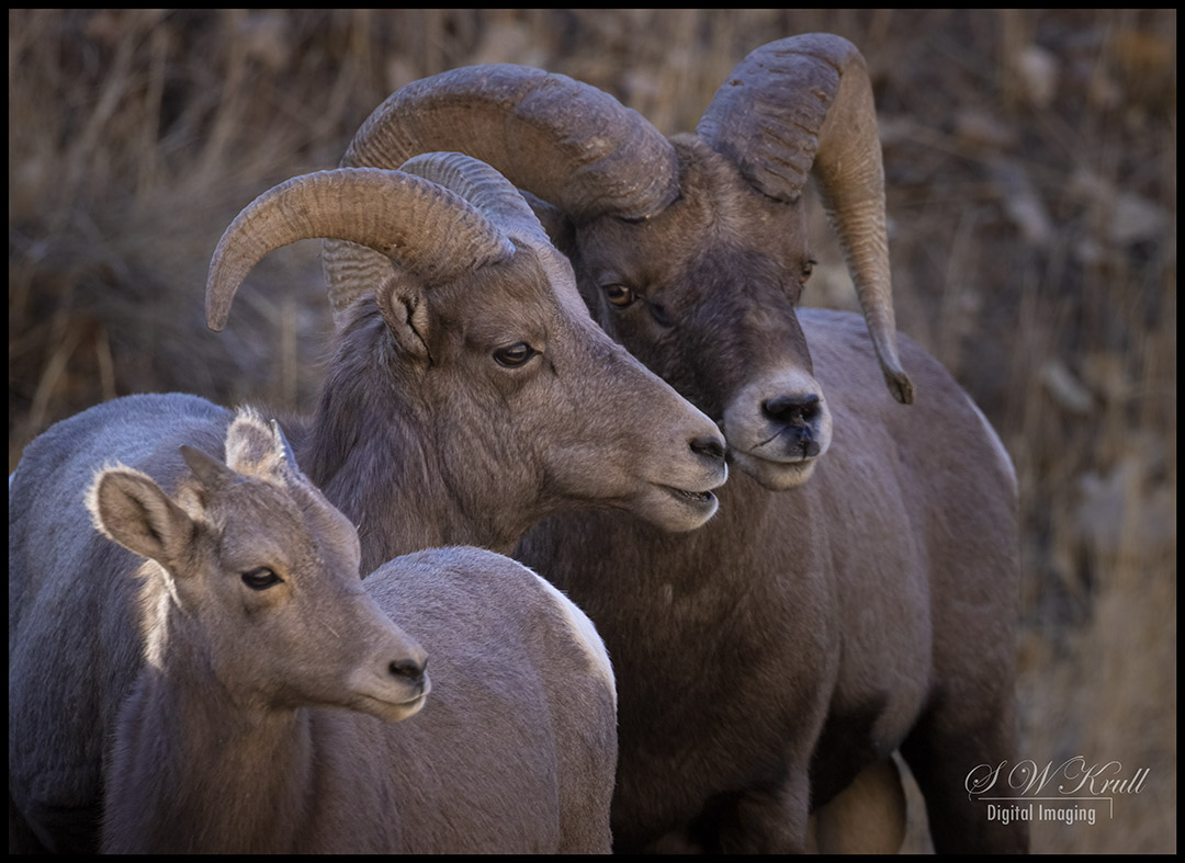Bighorn Sheep in Waterton Canyon Colorado