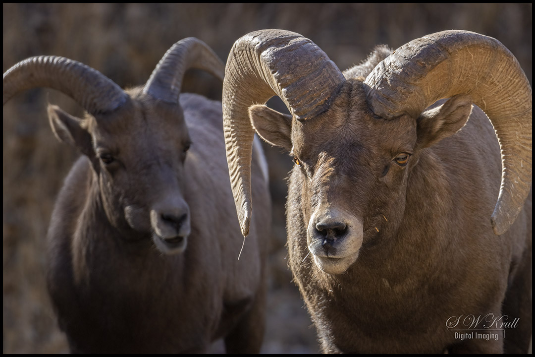 Bighorn Sheep in Waterton Canyon Colorado