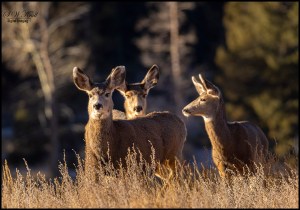 Sunny Herd