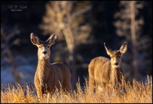 Sunny Herd