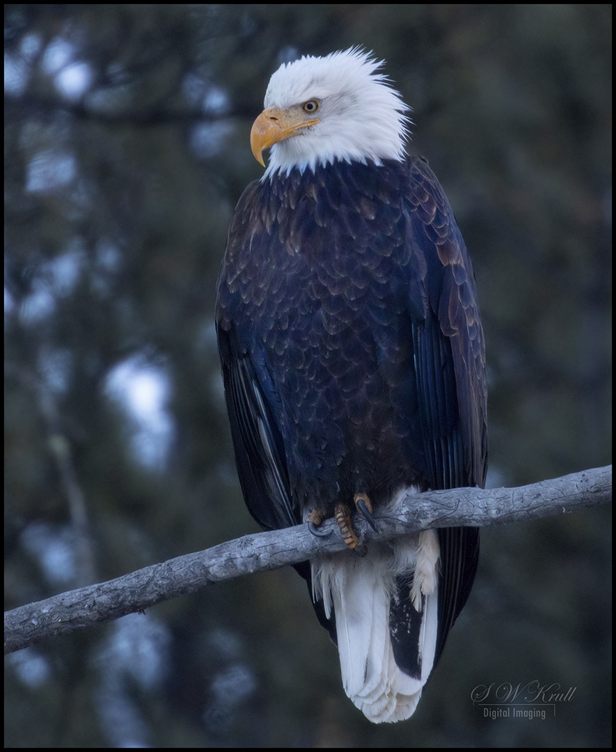 Bald Eagle Looking For Fish