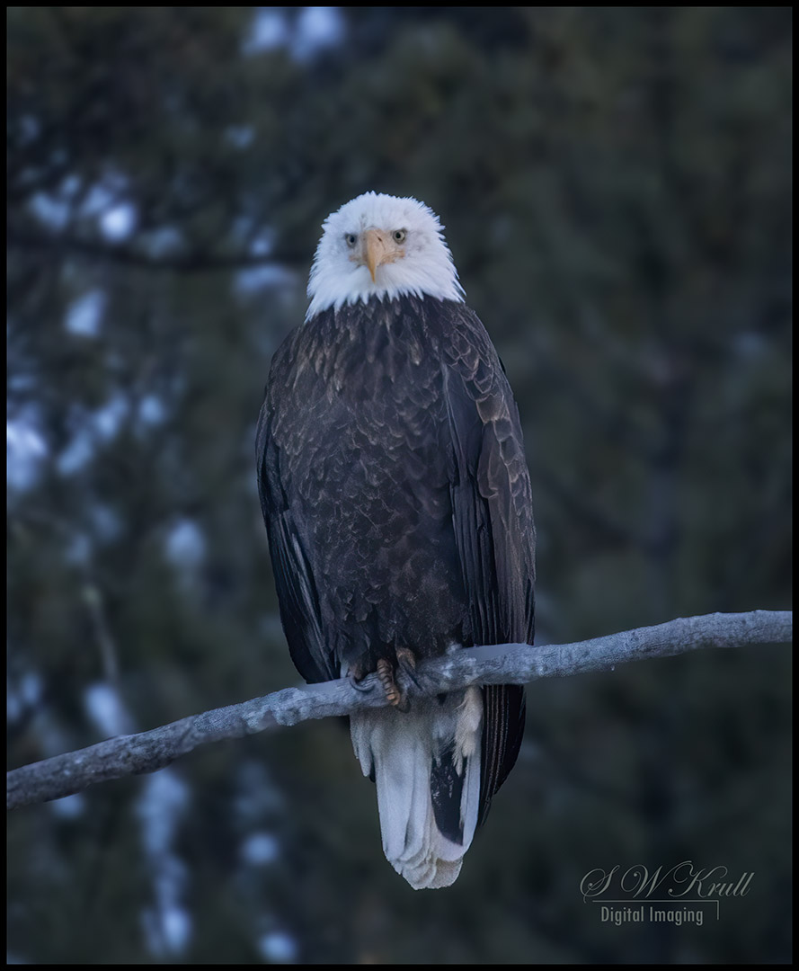 Bald Eagle Looking For Fish