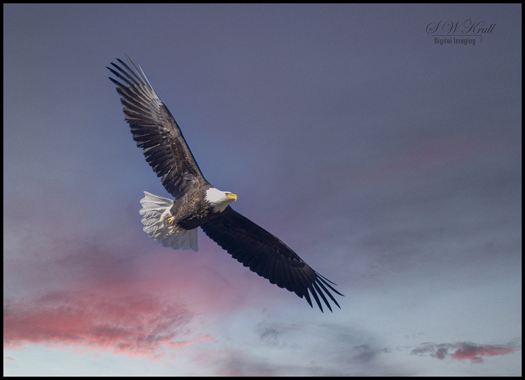 Bald Eagle Looking For Fish