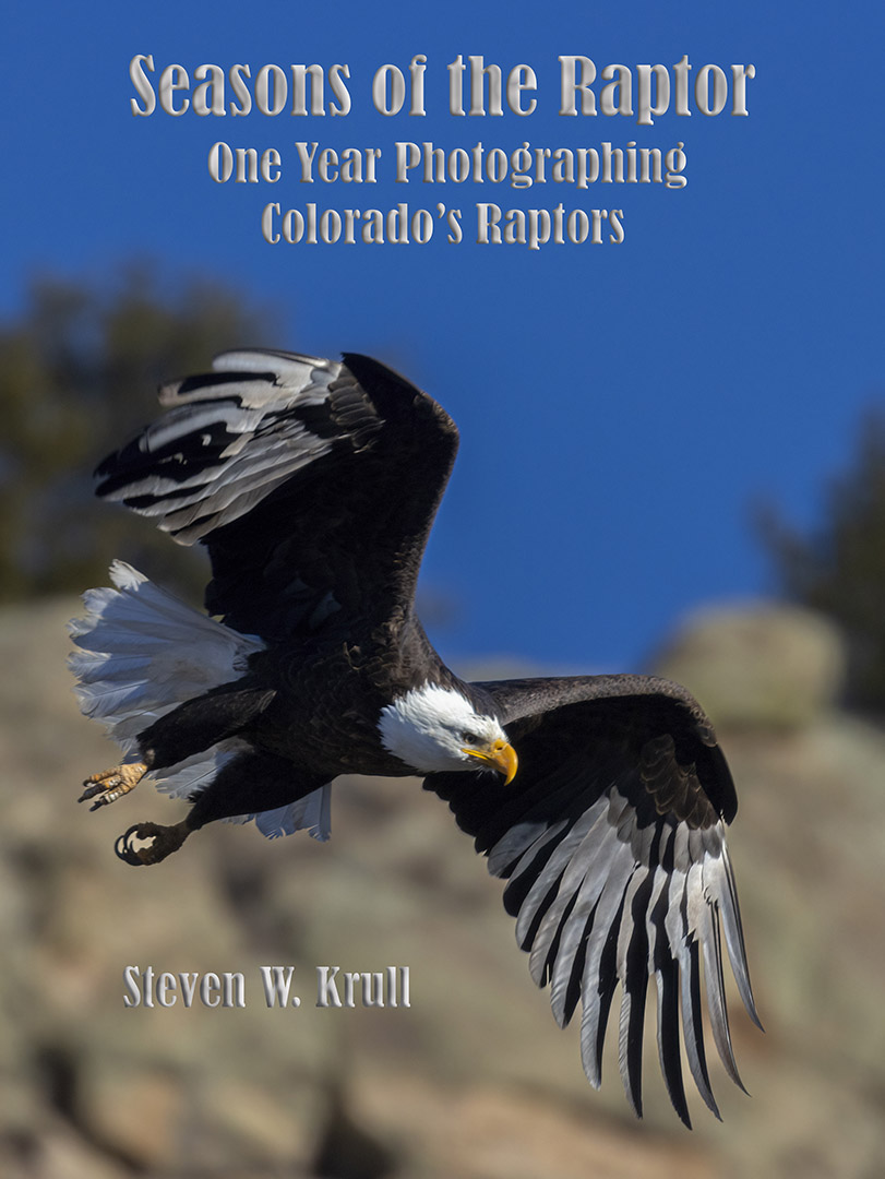 Bald Eagles in Eleven Mile Canyon