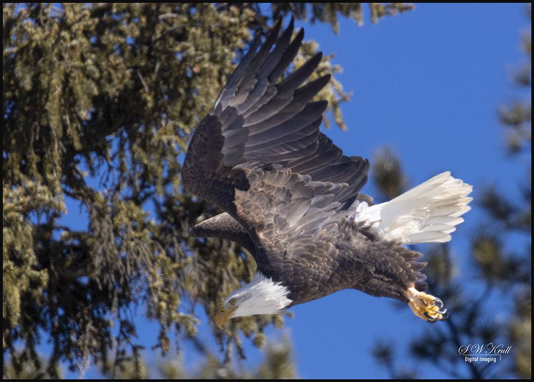 Bald Eagle in Eleven Mile Canyon