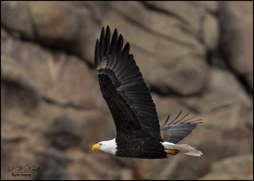 bald eagle in flight