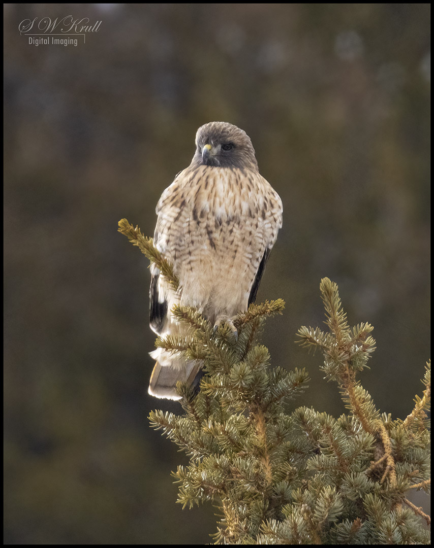Red-Tailed Hawk
