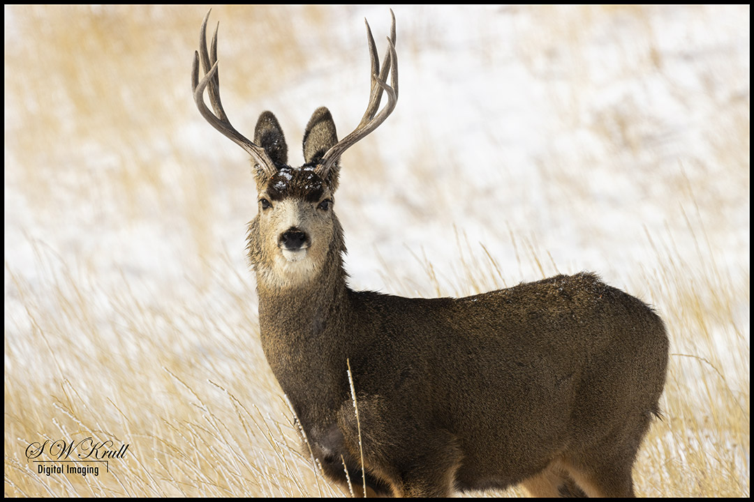 Mule Deer After the Snow