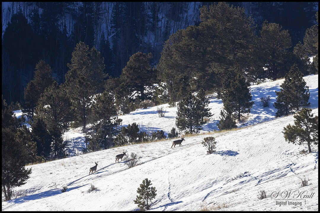 Three Bucks in Deep Snow