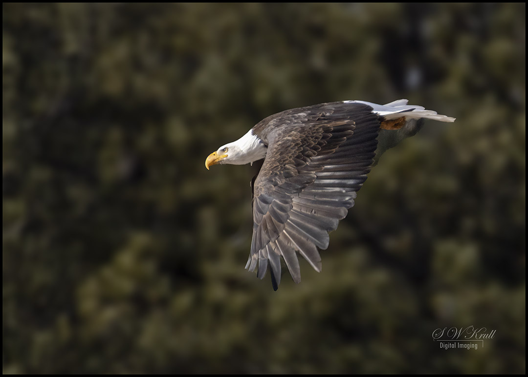 Bald Eagle in Eleven Mile Canyon