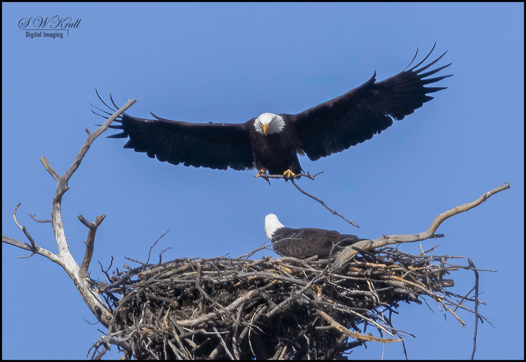 Bald Eagle in Eleven Mile Canyon