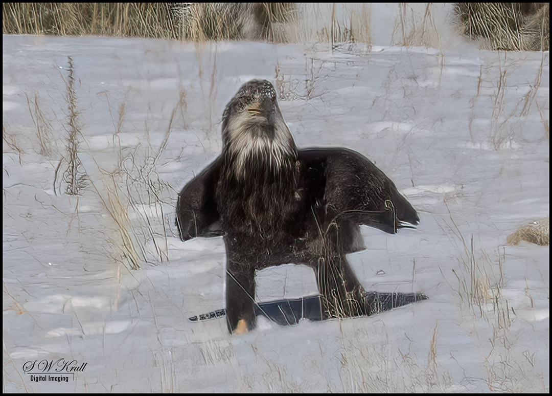 Bald Eagle in Eleven Mile Canyon