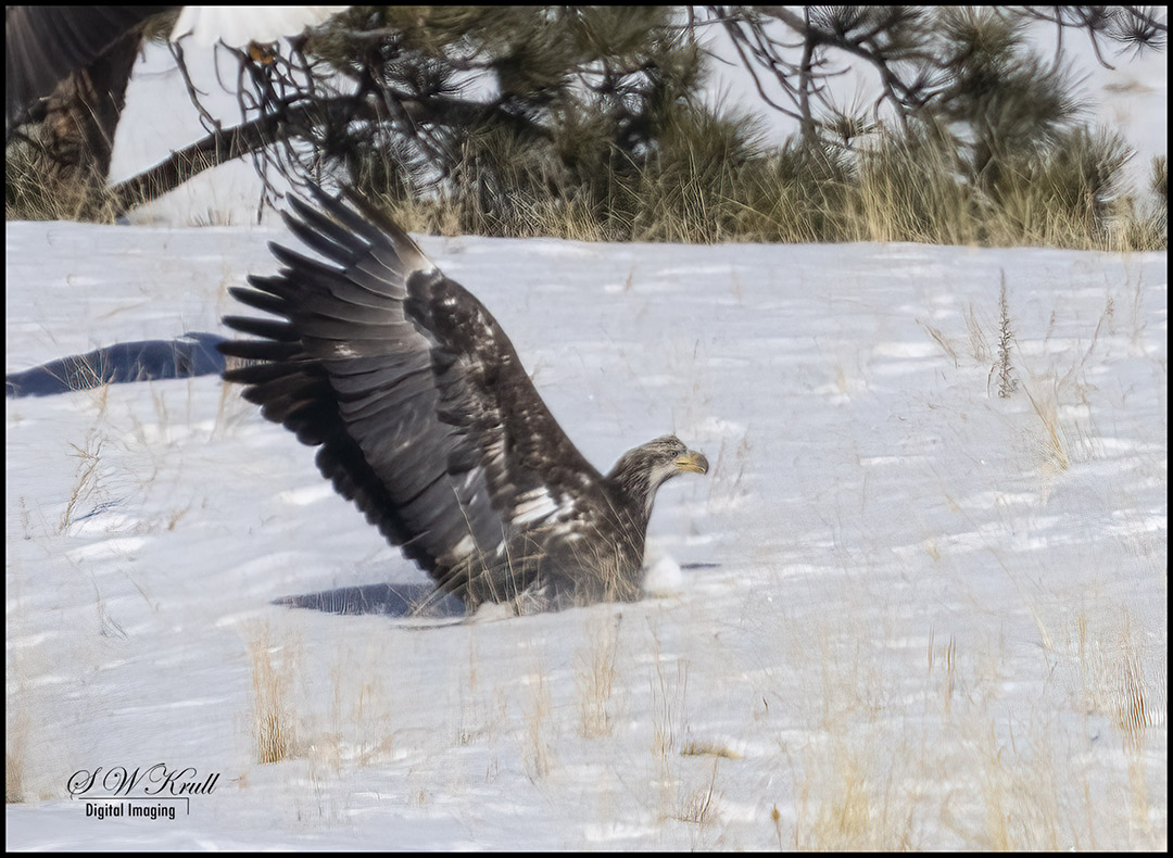 Bald Eagle in Eleven Mile Canyon