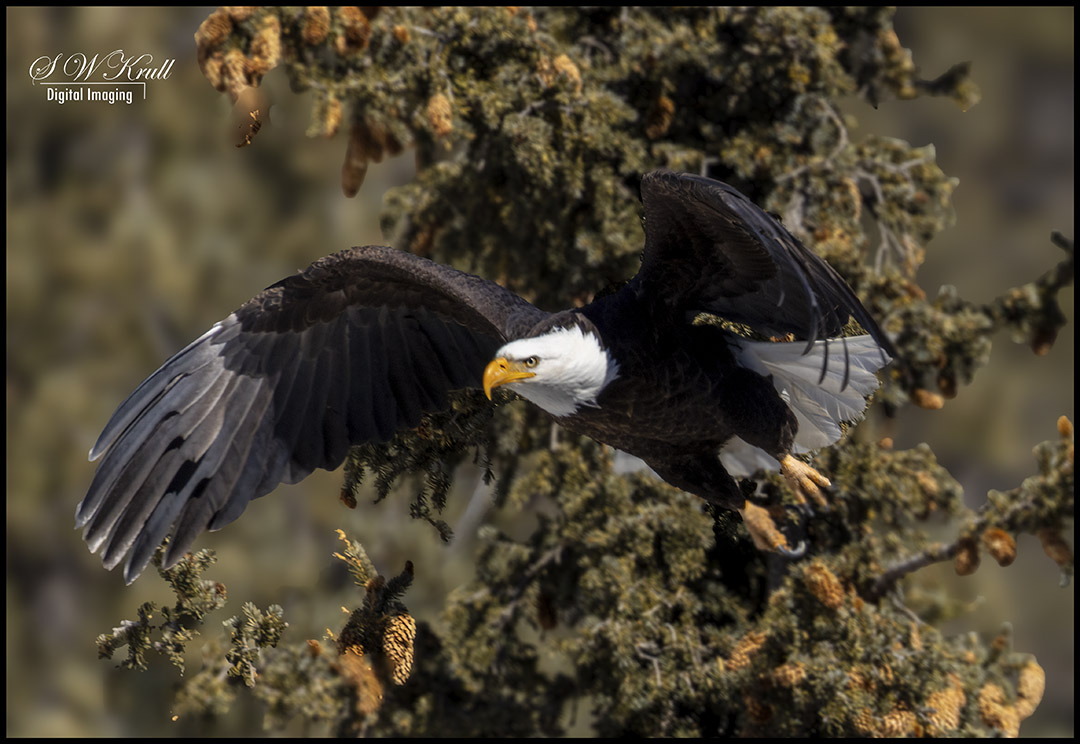 Bald Eagle in Eleven Mile Canyon