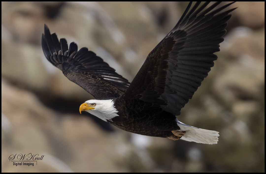 Bald Eagle in Eleven Mile Canyon