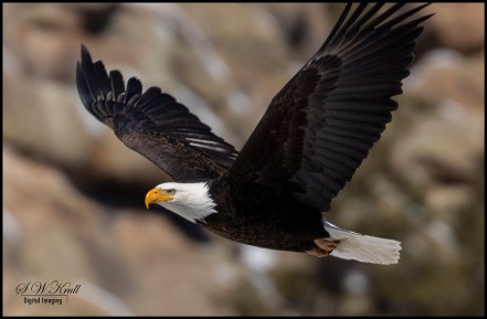 Bald Eagle in Eleven Mile Canyon
