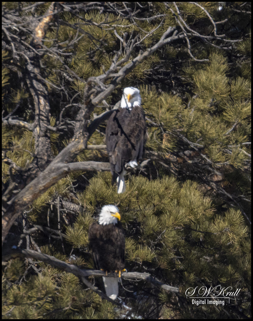Bald Eagle in Eleven Mile Canyon