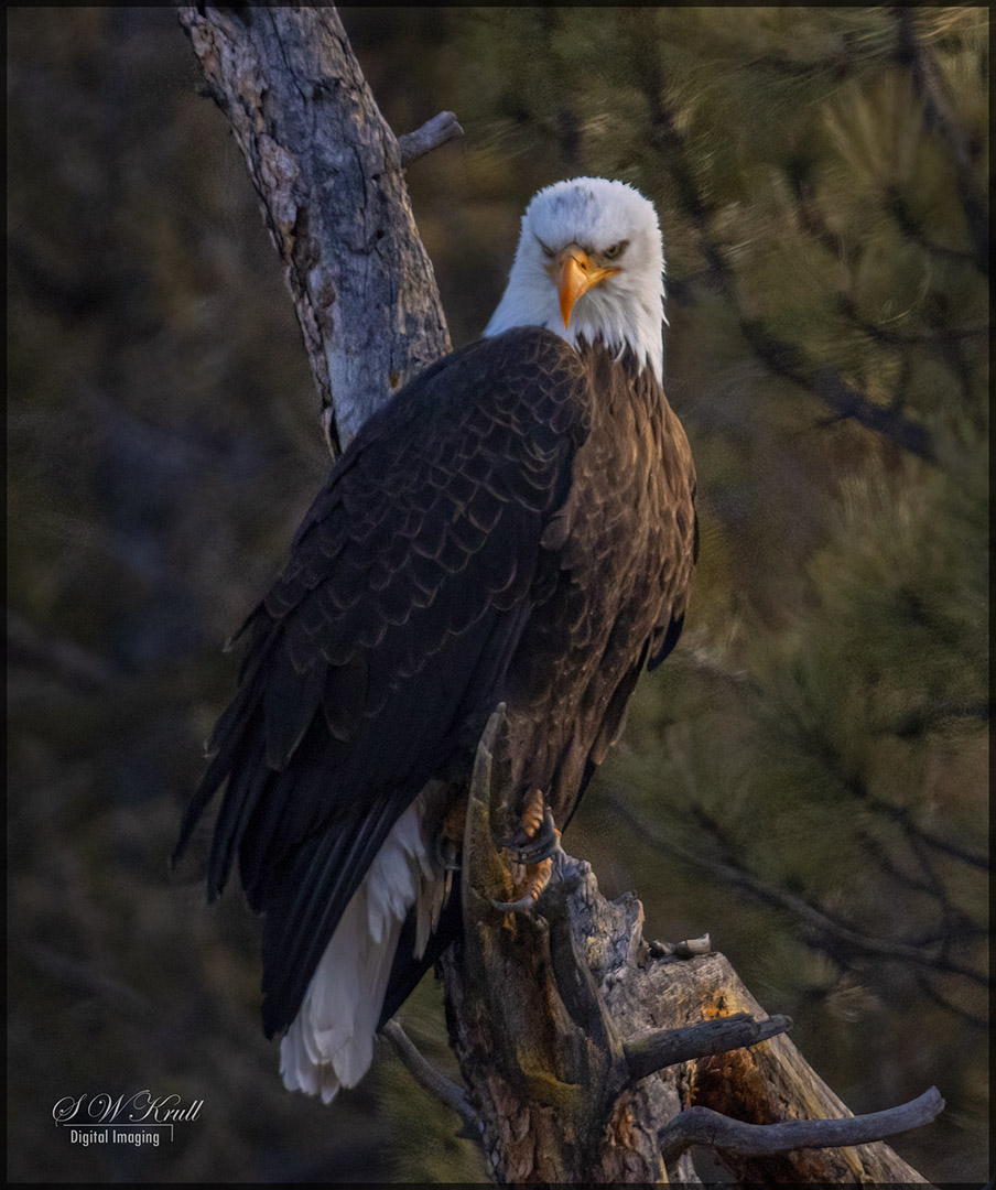 Bald Eagle in Eleven Mile Canyon