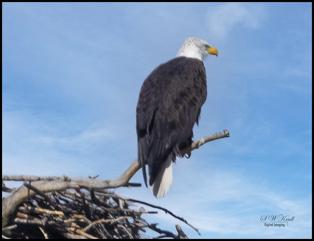Bald Eagle in Eleven Mile Canyon
