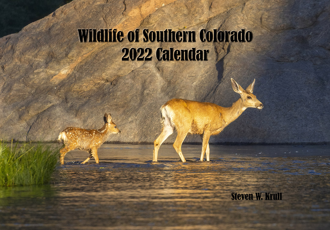 Doe and Fawn Crossing River