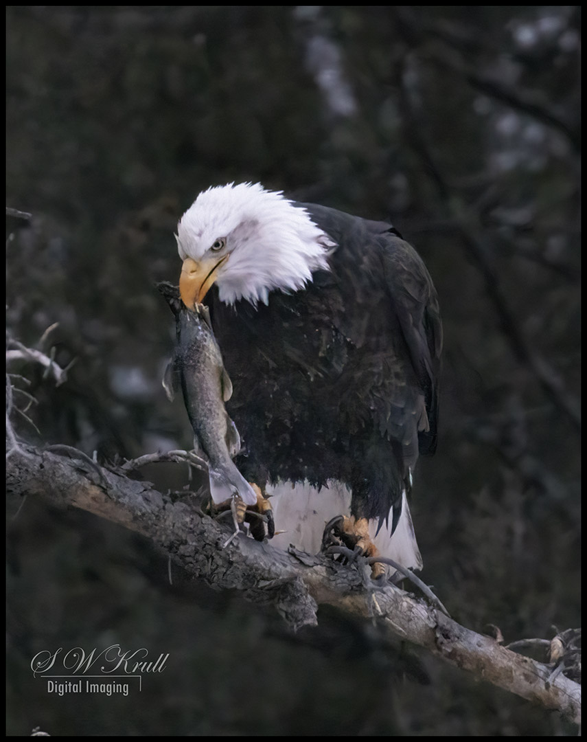 Bald Eagle Looking For Fish