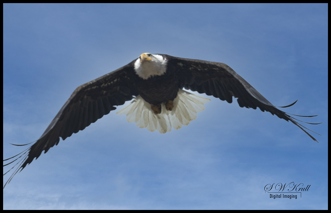 Bald Eagle in Eleven Mile Canyon